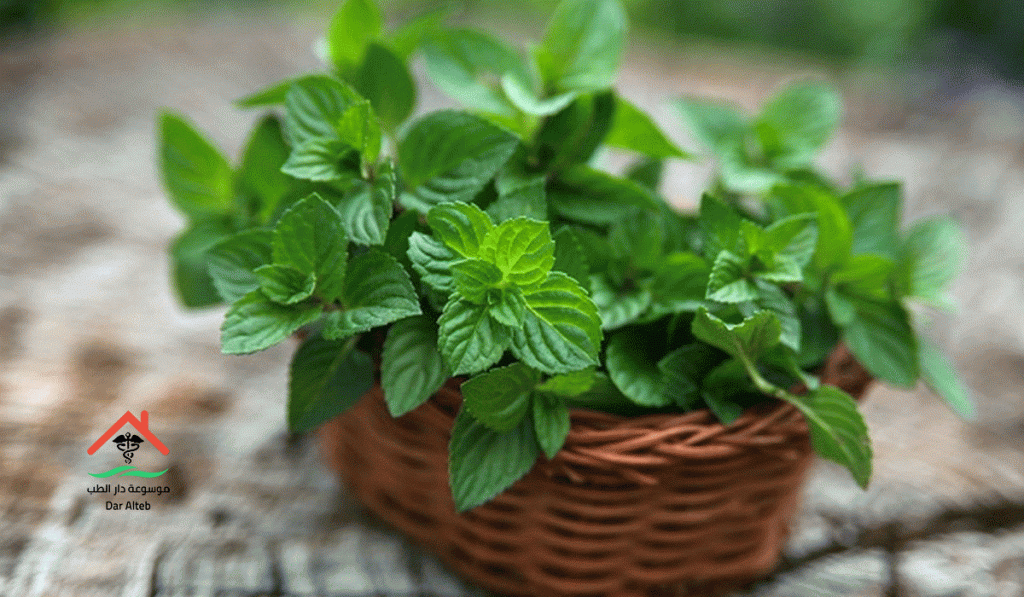 أضرار النعناع